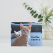 Carte postale Taz and Winter Surprise Cat (Debout devant)