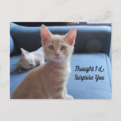 Carte postale Taz and Winter Surprise Cat (Devant)