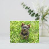 Carte Postale Tchiot Terrier Adorable (Debout devant)