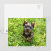 Carte Postale Tchiot Terrier Adorable (Devant / Derrière)
