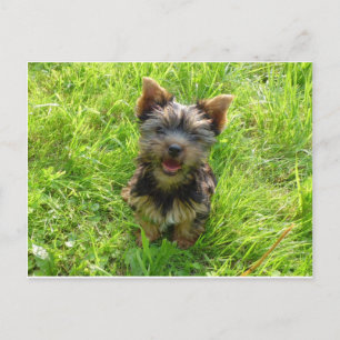 Carte Postale Tchiot Terrier Adorable