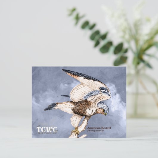 Carte Postale TCWC - American Kestrel Illustration avec logo (Debout devant)