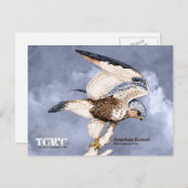 Carte Postale TCWC - American Kestrel Illustration avec logo (Devant / Derrière)
