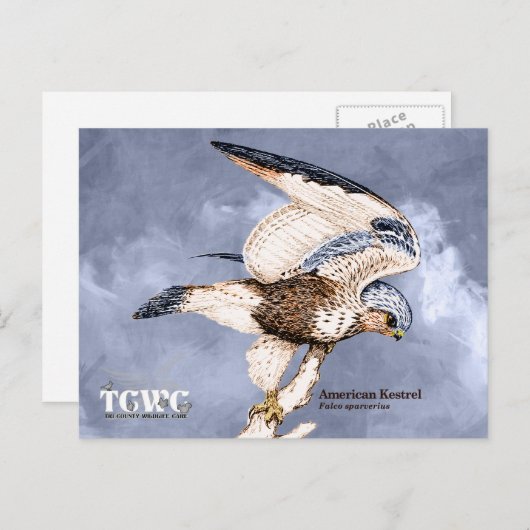 Carte Postale TCWC - American Kestrel Illustration avec logo (Devant / Derrière)