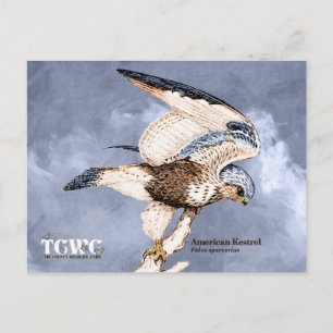 Carte Postale TCWC - American Kestrel Illustration avec logo