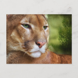 Carte Postale TCWC - Puma Mountain Lion Art