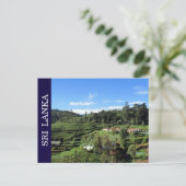 Carte Postale tea hills sri lanka (Debout devant)