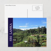 Carte Postale tea hills sri lanka (Devant / Derrière)