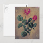 Carte Postale Tea Rose Grunge (Devant / Derrière)