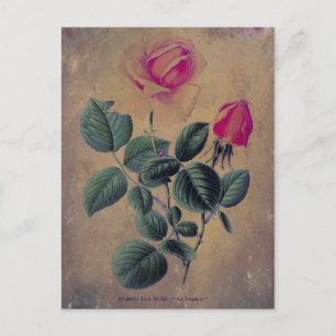 Carte Postale Tea Rose Grunge