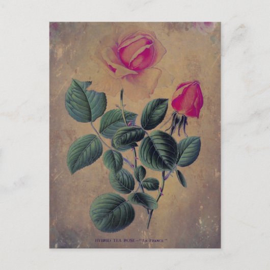 Carte Postale Tea Rose Grunge (Devant)