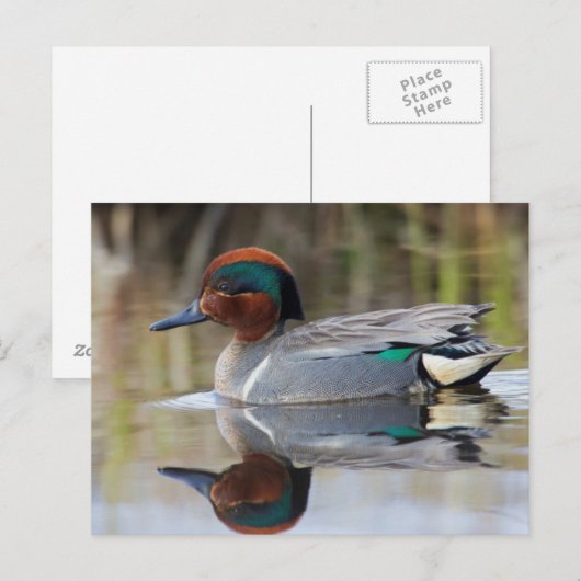 Carte Postale Teal viridipenne (Devant / Derrière)