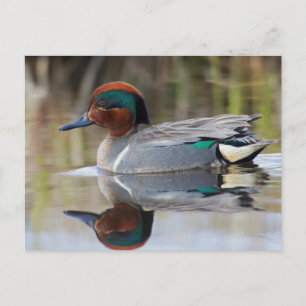 Carte Postale Teal viridipenne