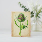 Carte Postale Teasel sauvage - Dipsacus sylvestris (Debout devant)