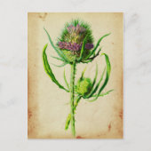 Carte Postale Teasel sauvage - Dipsacus sylvestris (Devant)