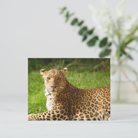 Carte postale TecBoy - Leopard (Debout devant)