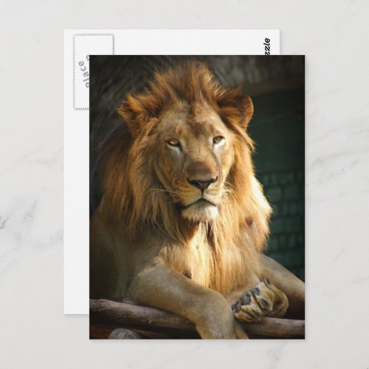 Carte Postale TecBoy - Lion (Vertical) (Devant / Derrière)