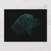 Carte Postale Teckel (Devant)