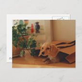 Carte Postale Teckel (Devant / Derrière)