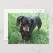 Carte Postale Teckel (Devant / Derrière)