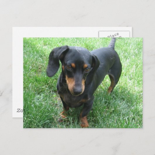 Carte Postale Teckel (Devant / Derrière)