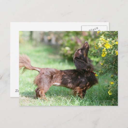 Carte Postale Teckel miniature aux cheveux longs 1 (Devant / Derrière)