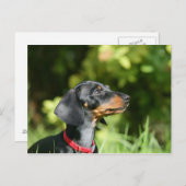 Carte Postale Teckel noir et bronzage 3 de Miniture (Devant / Derrière)