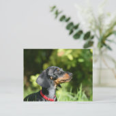 Carte Postale Teckel noir et bronzage 3 de Miniture (Debout devant)