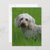Carte Postale Teckel standard à poils durs dans l'herbe (Devant / Derrière)