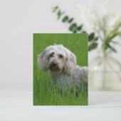 Carte Postale Teckel standard à poils durs dans l'herbe (Debout devant)
