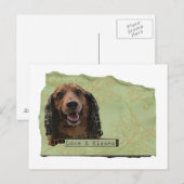Carte Postale Teckle / Dachshund en vert (Devant / Derrière)