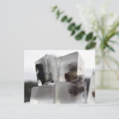 Carte Postale Teddy (Debout devant)