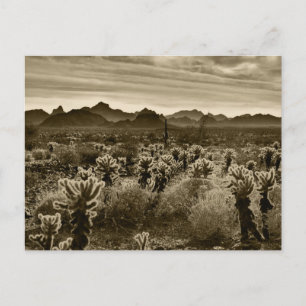Carte Postale Teddy Bear Cholla Cactus Plante du désert