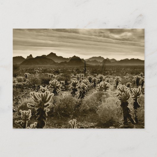 Carte Postale Teddy Bear Cholla Cactus Plante du désert (Devant)