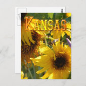 Carte Postale Teddy Bear Sunflowers : Kansas (Devant / Derrière)