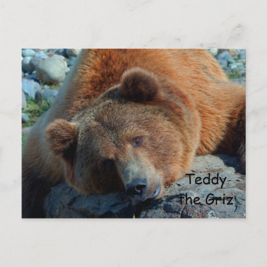 Carte Postale Teddy le Grizz (Devant)