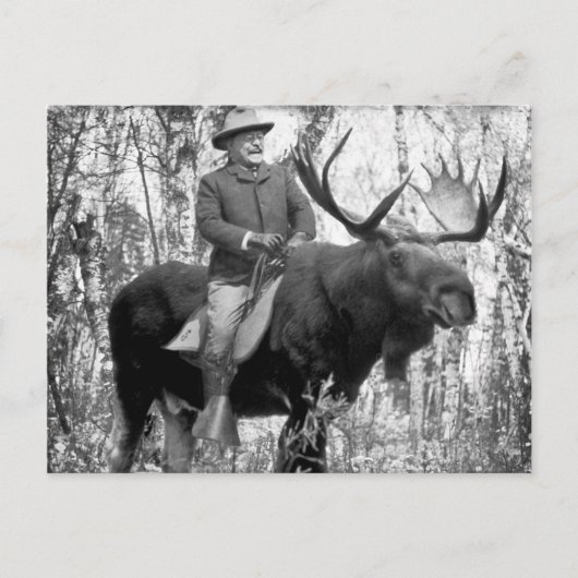 Carte Postale Teddy Roosevelt Riding A Bull Moose (Devant)