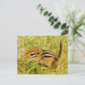 Carte Postale Teeny Tiny Baby Chipmunk (Debout devant)