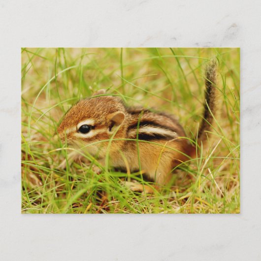 Carte Postale Teeny Tiny Baby Chipmunk (Devant)