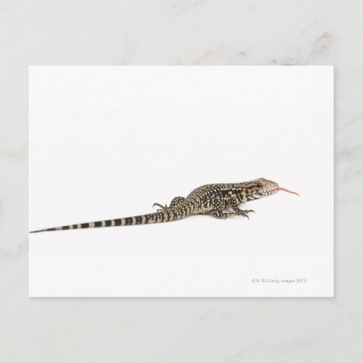 Carte Postale Tegu bleu - Tupinambis merianae (Devant)