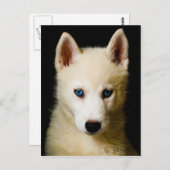 Carte Postale Tehya - Sibérien Husky (Devant / Derrière)