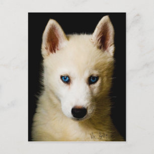 Carte Postale Tehya - Sibérien Husky