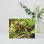 Carte Postale Teigneuse anguleuse (Debout devant)