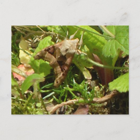 Carte Postale Teigneuse anguleuse (Devant)