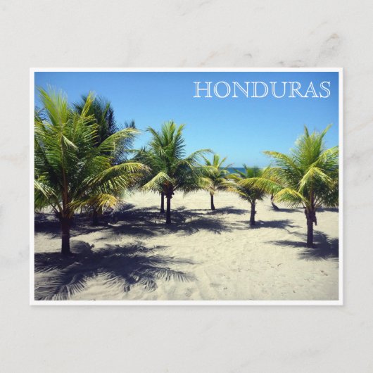 Carte Postale tela palms honduras (Devant)