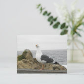 Carte Postale Tellement Drôle Tilletée Tête-Mouette (Debout devant)