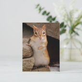 Carte Postale Tellement mignon et curieux Chipmunk (Debout devant)