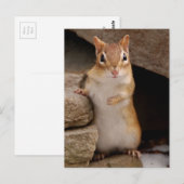 Carte Postale Tellement mignon et curieux Chipmunk (Devant / Derrière)