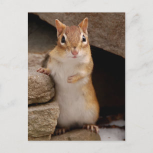 Carte Postale Tellement mignon et curieux Chipmunk