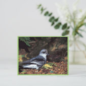 Carte Postale Tempête à queue fourche Petrel, St. (Debout devant)